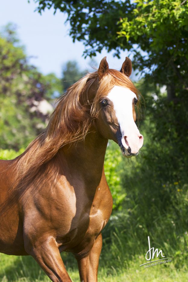 Marbon Masadi Freeze and Breed